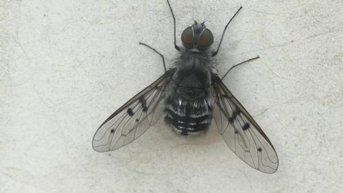 Anthrax sticticus